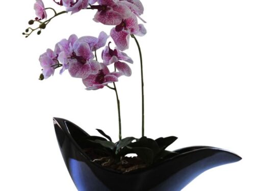 Black Dove with Speckled Orchid